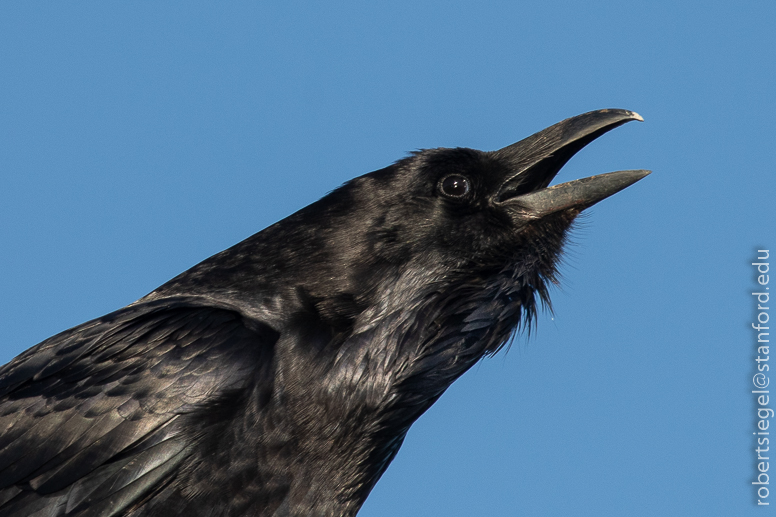 palo alto baylands